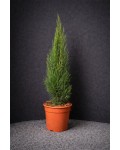 Cupressus sempervirens Тотем купити
